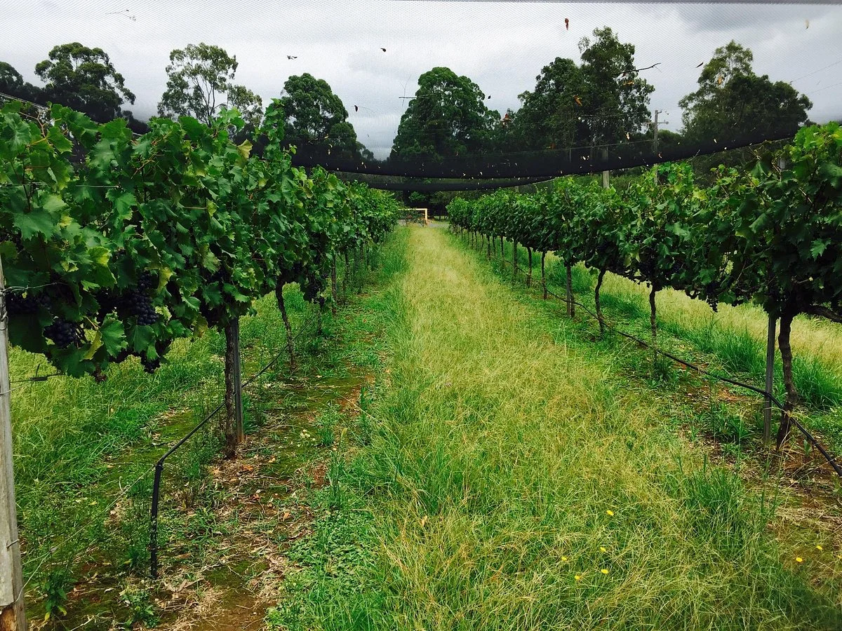 Long Point Vineyard