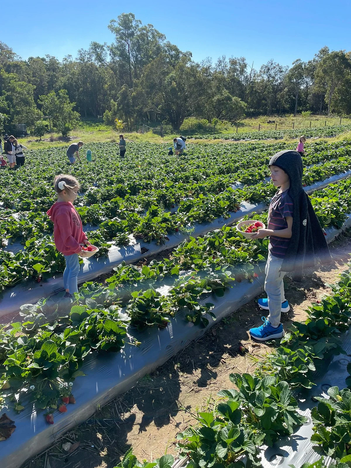 McMartin's Farm