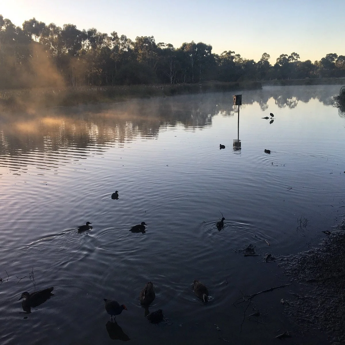 Bushy Park Wetlands