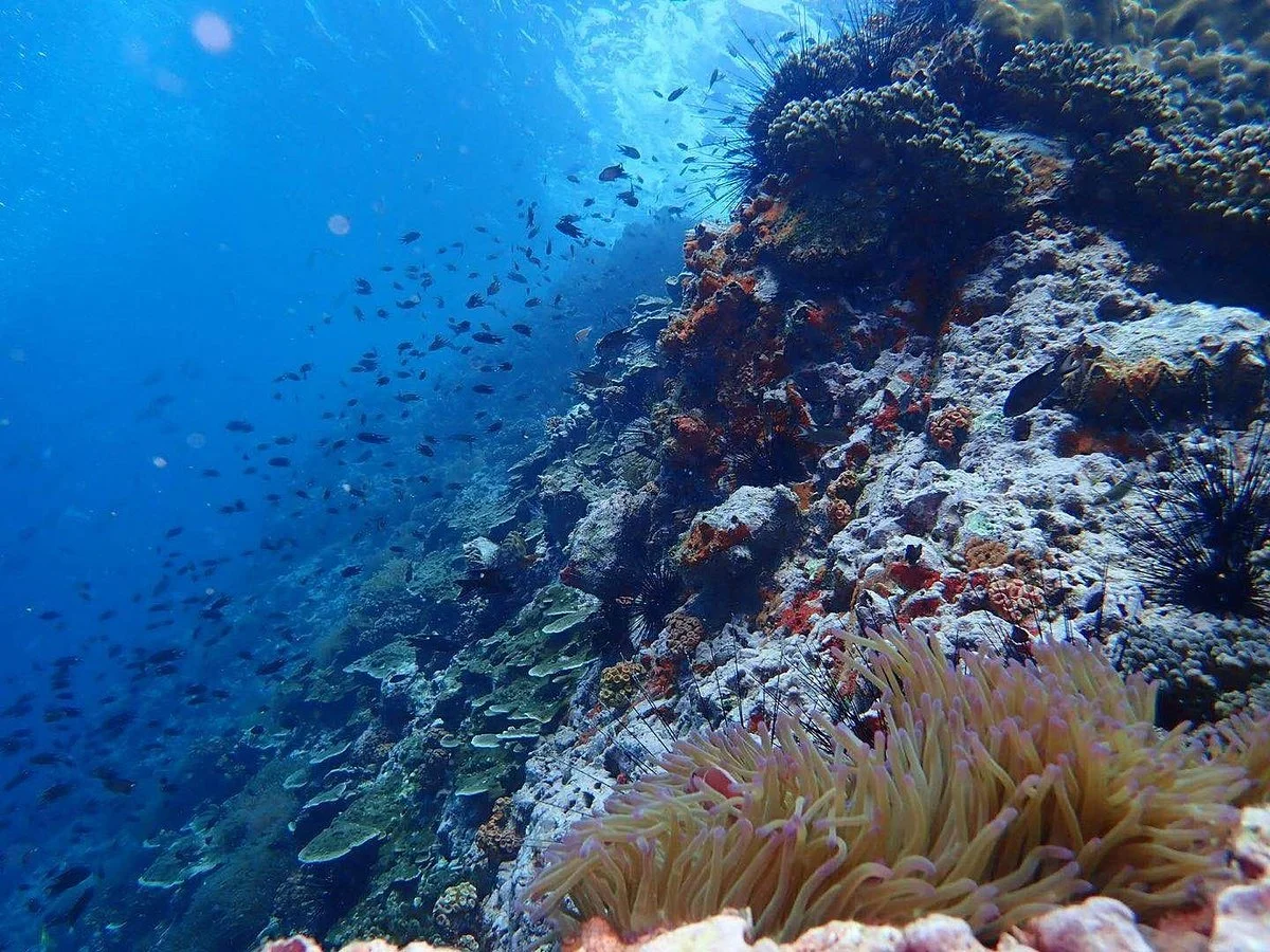 Sail Rock (Dive Site)