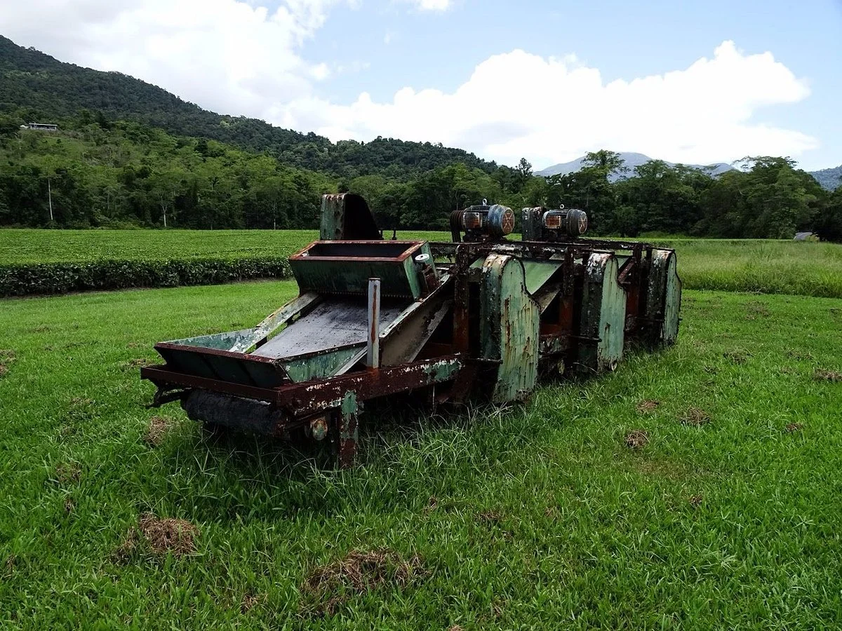 Daintree Tea