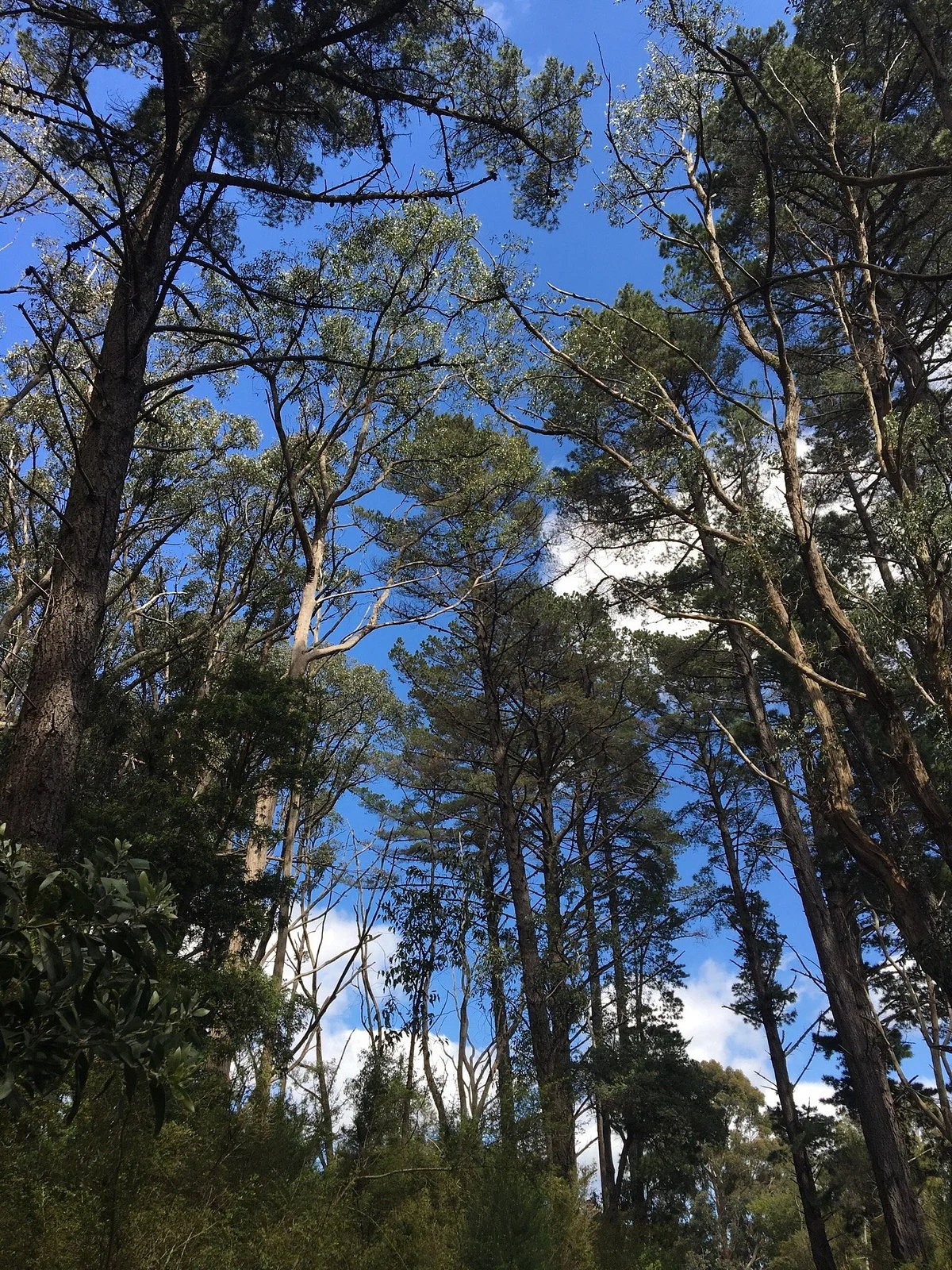 Red Hill Bushland Reserve