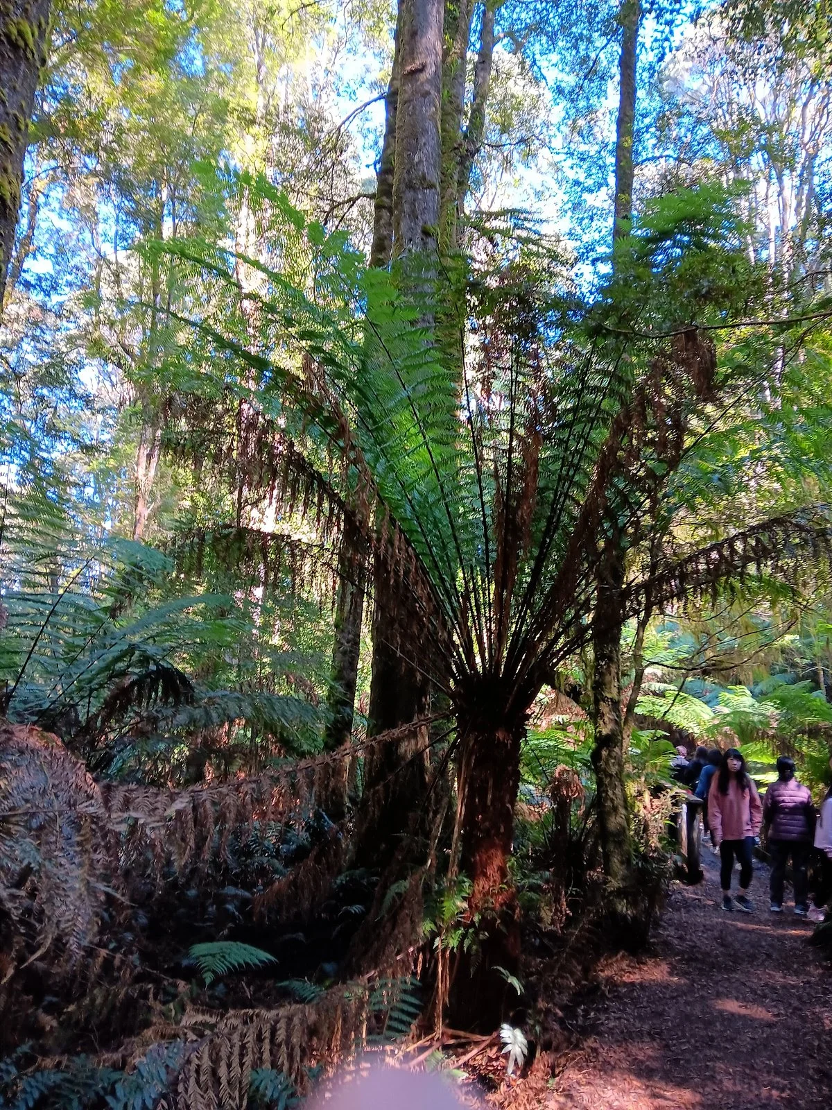 Melba Gully National Park