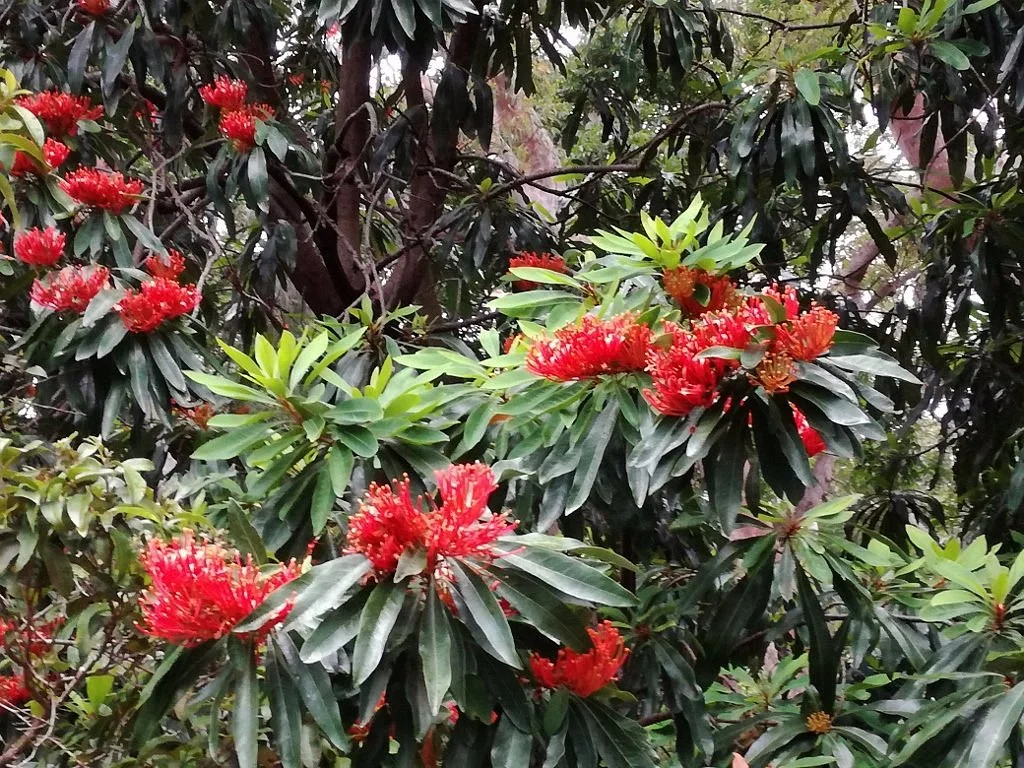 Stony Range Regional Botanic Garden