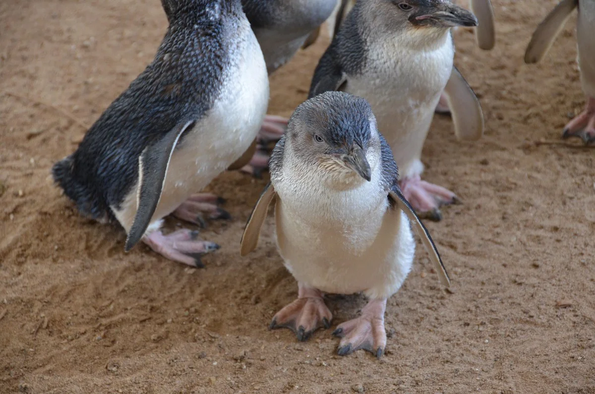 Penguin Centre