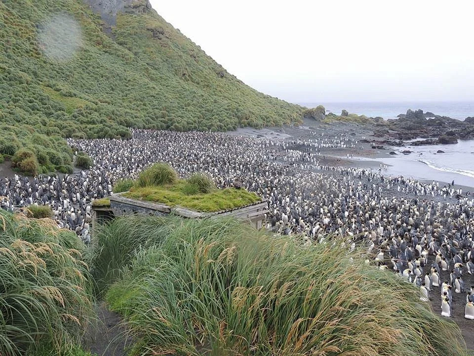 Macquarie Island