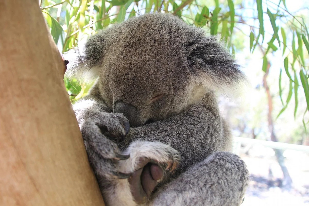 Walkabout Wildlife Sanctuary