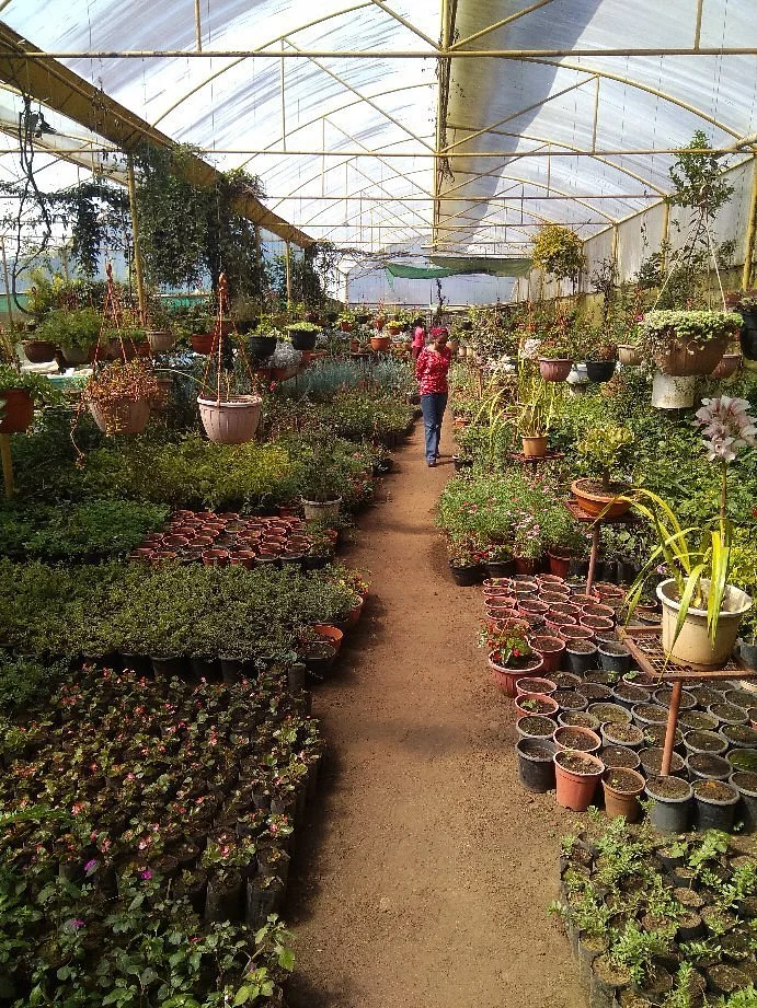 Aravinth Nursery