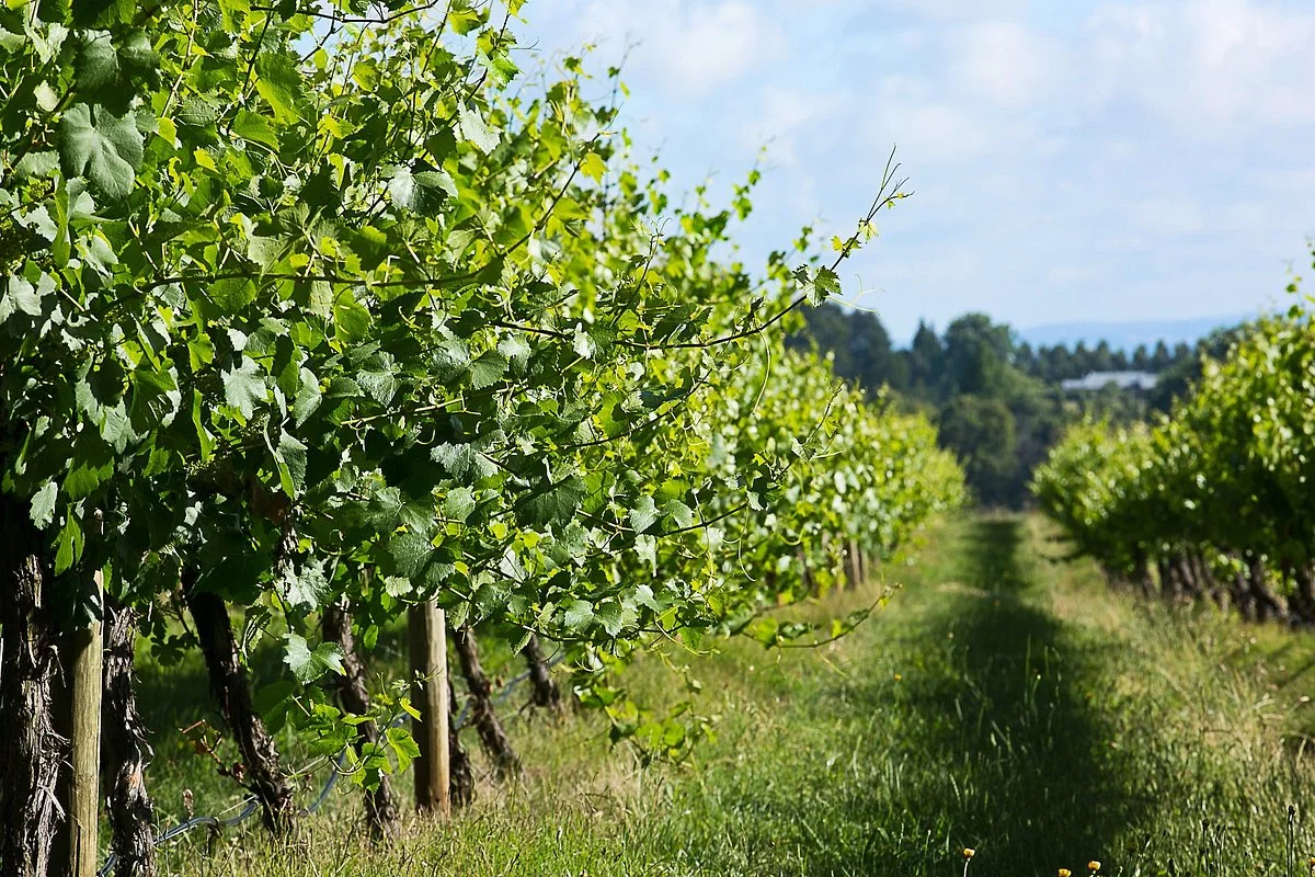 Brangayne Wines Pty Ltd