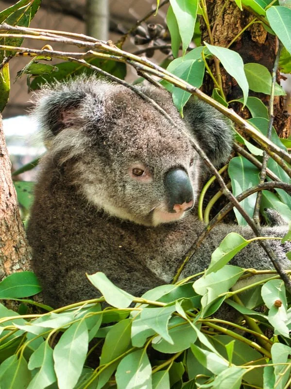 Friends of the Koala