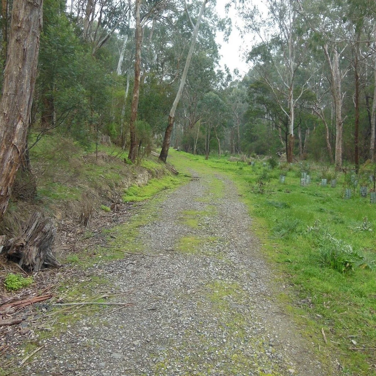 Currawong Bush Park