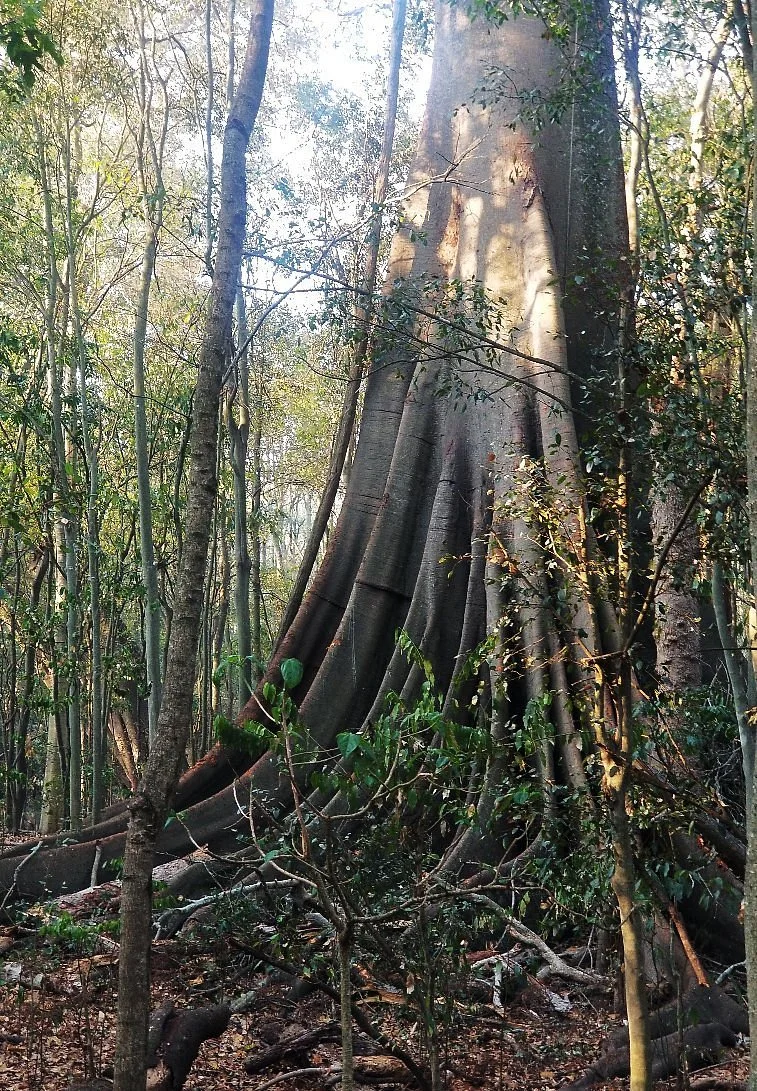 Wingham Brush Nature Reserve