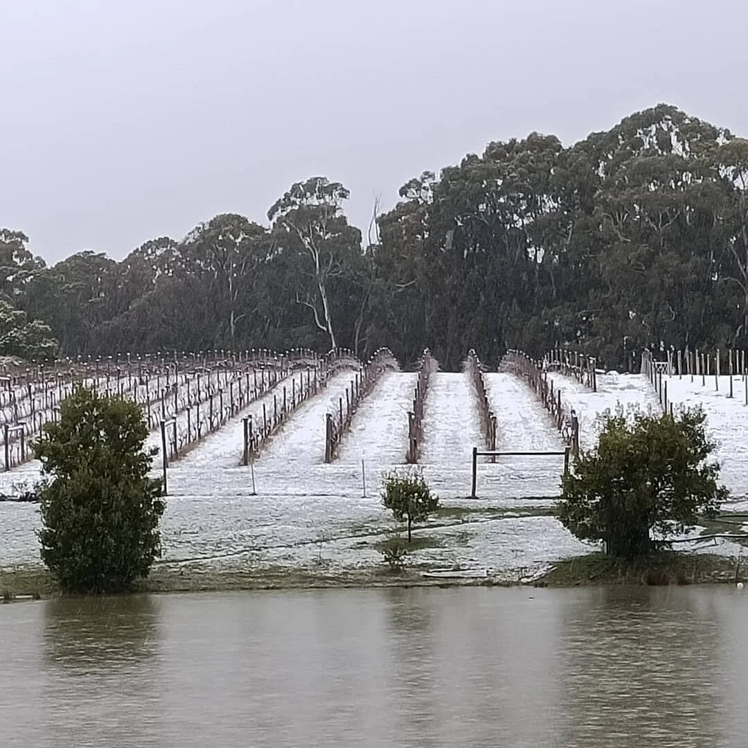 Wombat Forest Vineyard