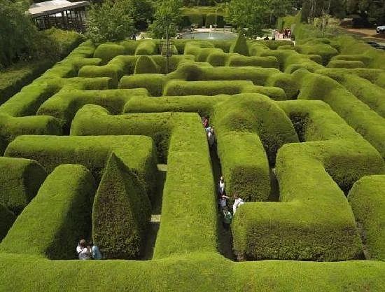 Ashcombe Maze & Lavender Garden