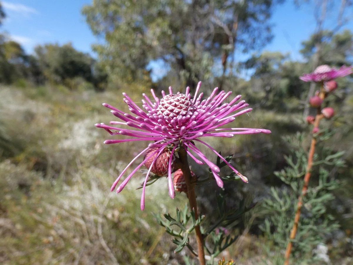 Ambergate Reserve