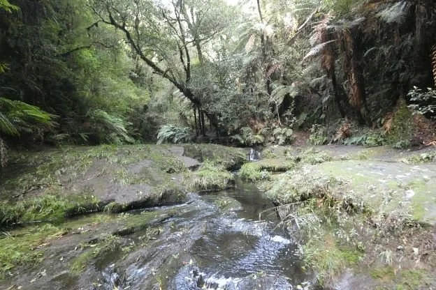 Kaharoa Kokako Track