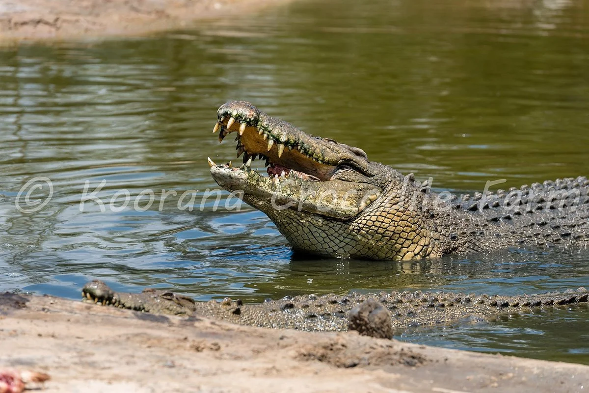 Koorana Crocodile Farm