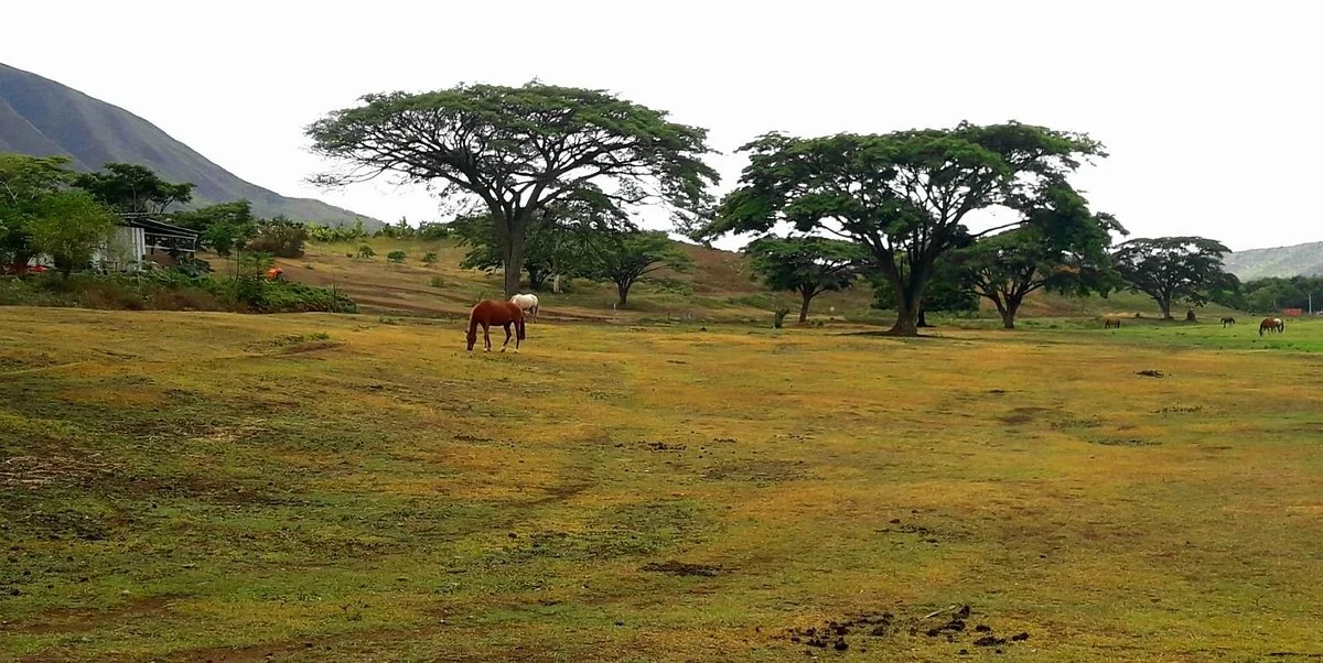 Yala Ranch