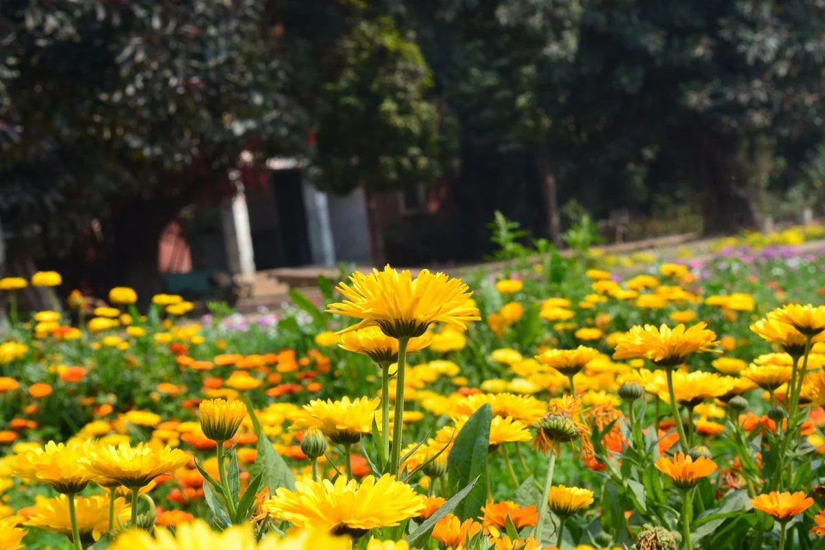 Baradari Garden