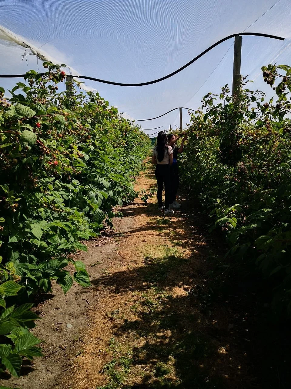 Smithfield Berries