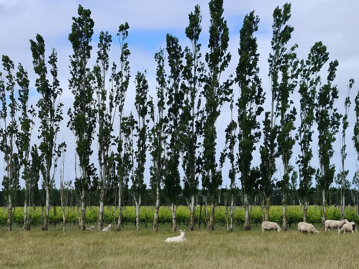 Lone Goat Winery
