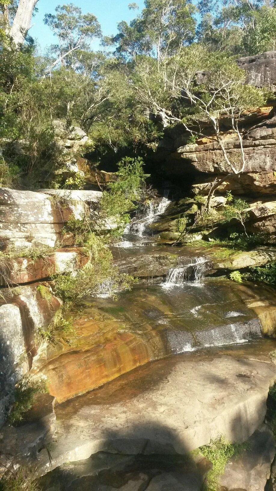 Ku-ring-gai Wildflower Garden