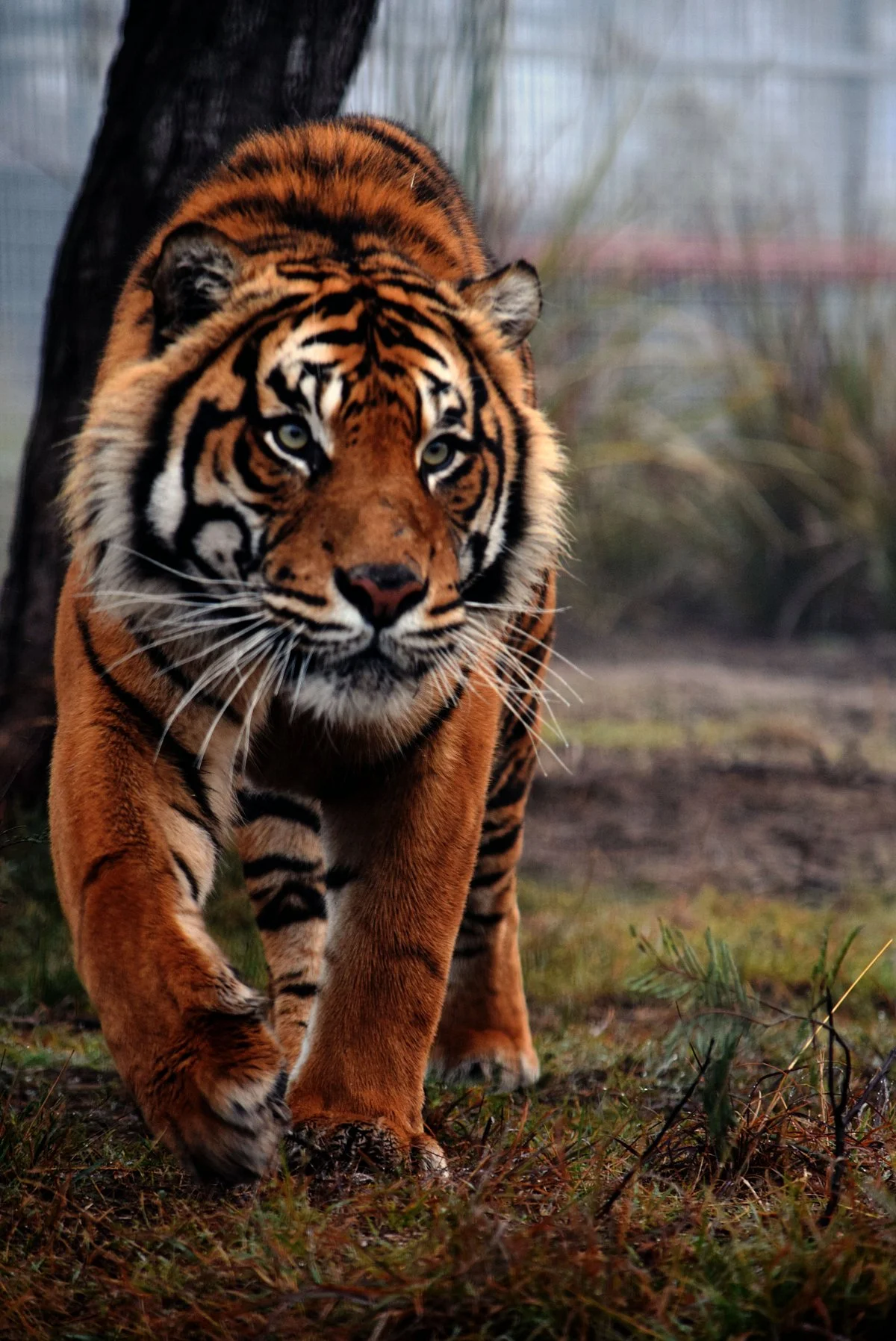 Tasmania Zoo