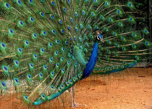 Guindy National Park