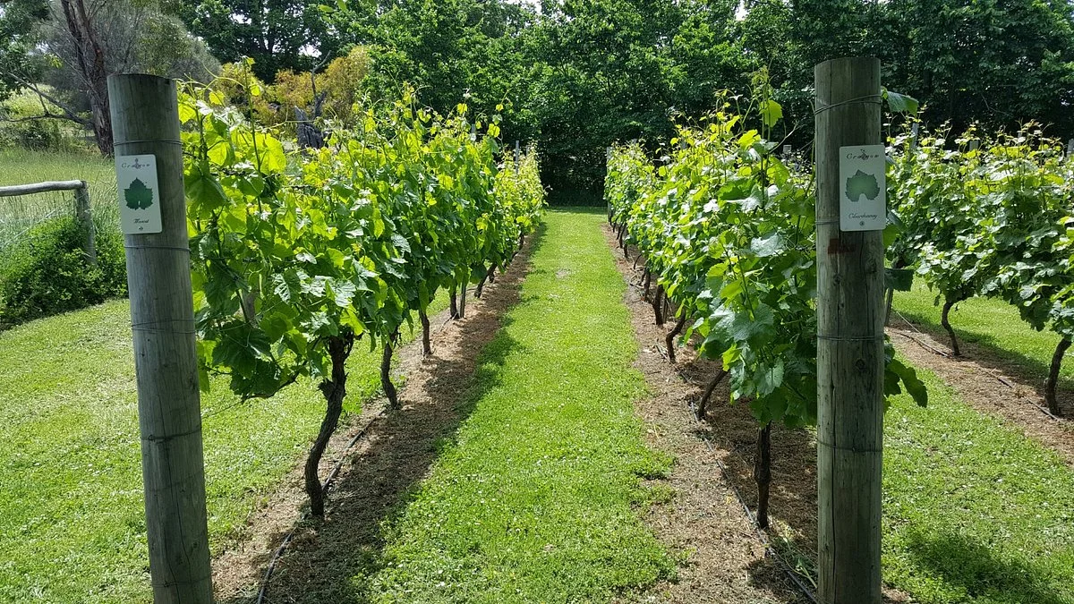 Craigow Vineyard