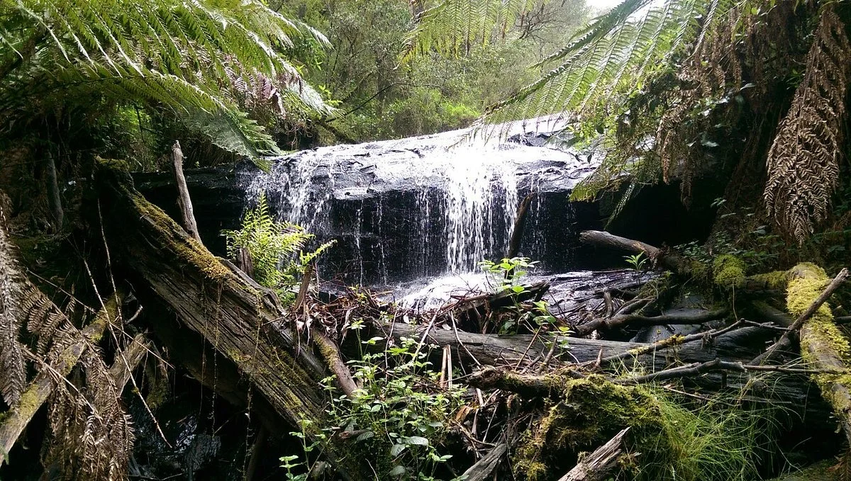 Cora Lynn Cascades Walk