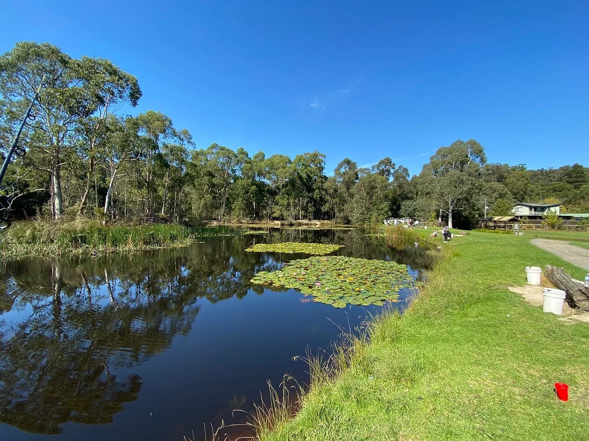 Australian Rainbow Trout Farm