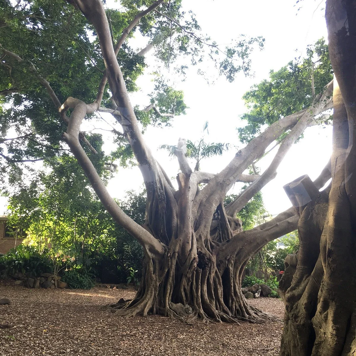 Wirreanda Park