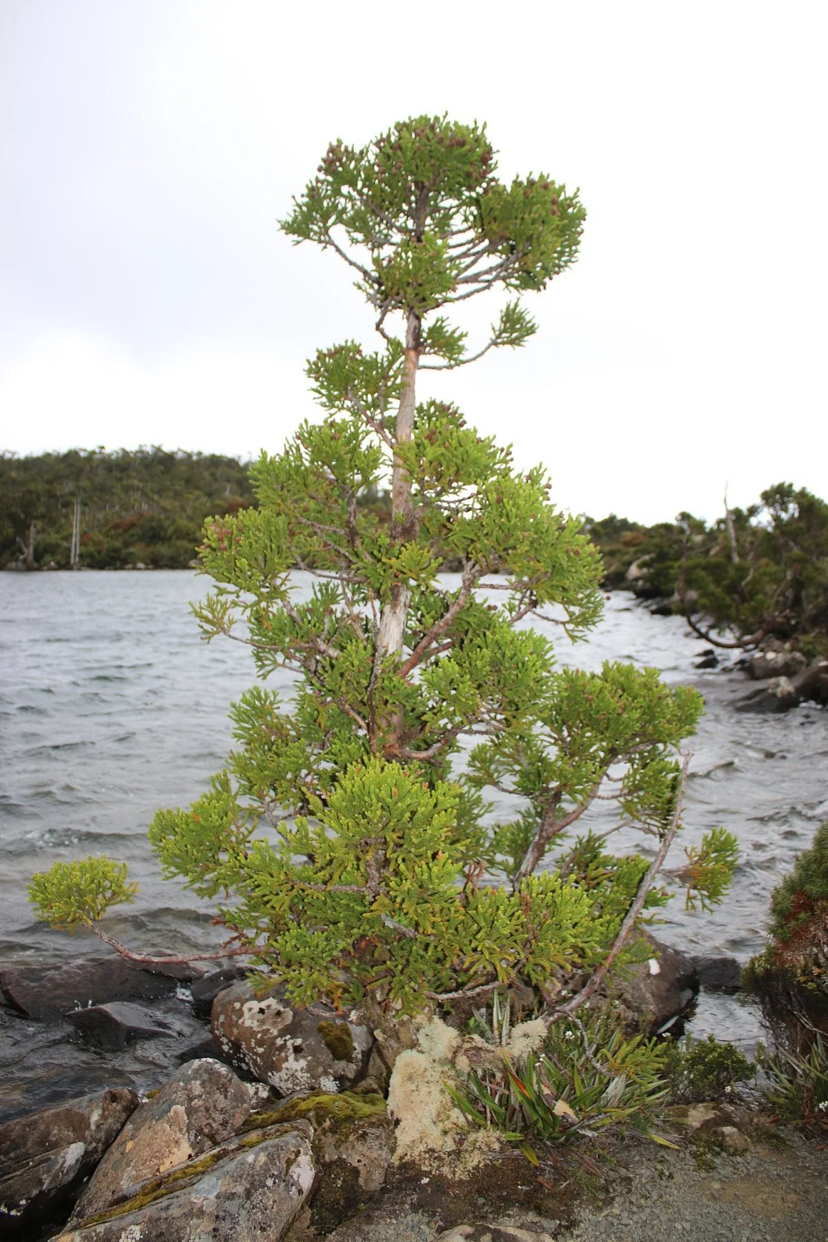 Lake Esperance
