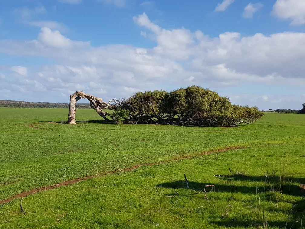 The Leaning Trees