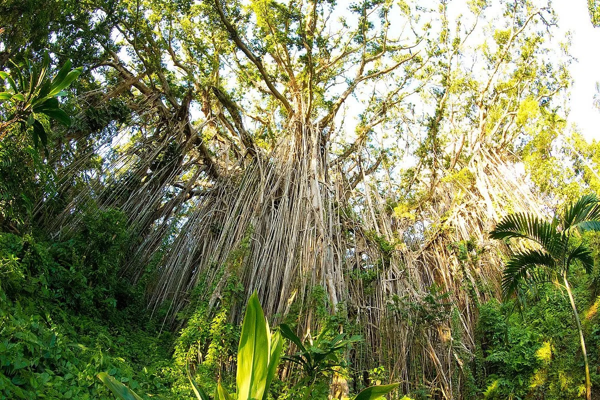 Giant Banyan Tree