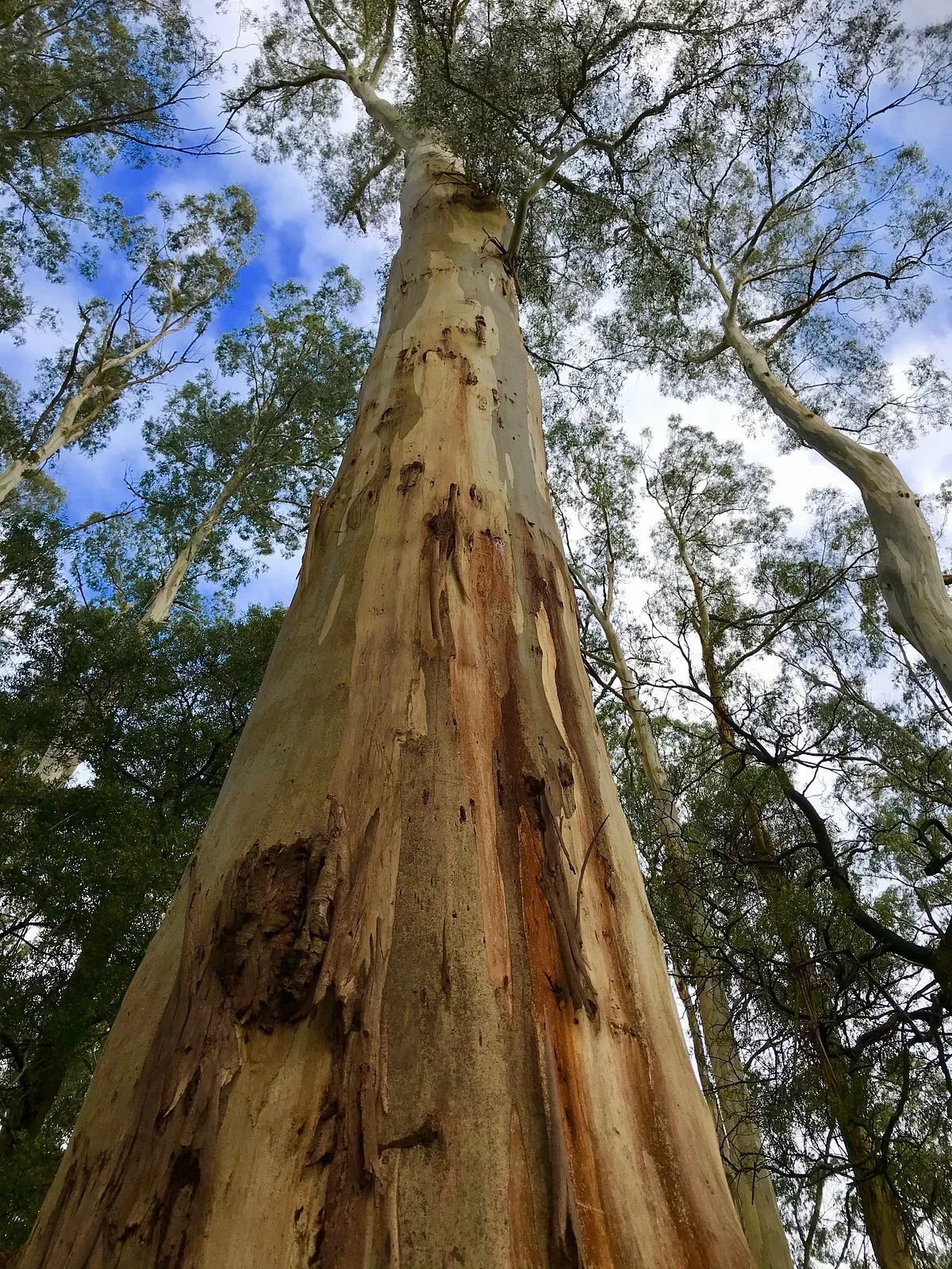 Gembrook Park