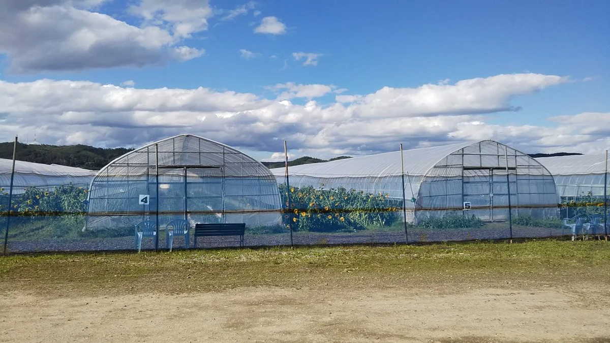 Makubetsu Strawberry Farm