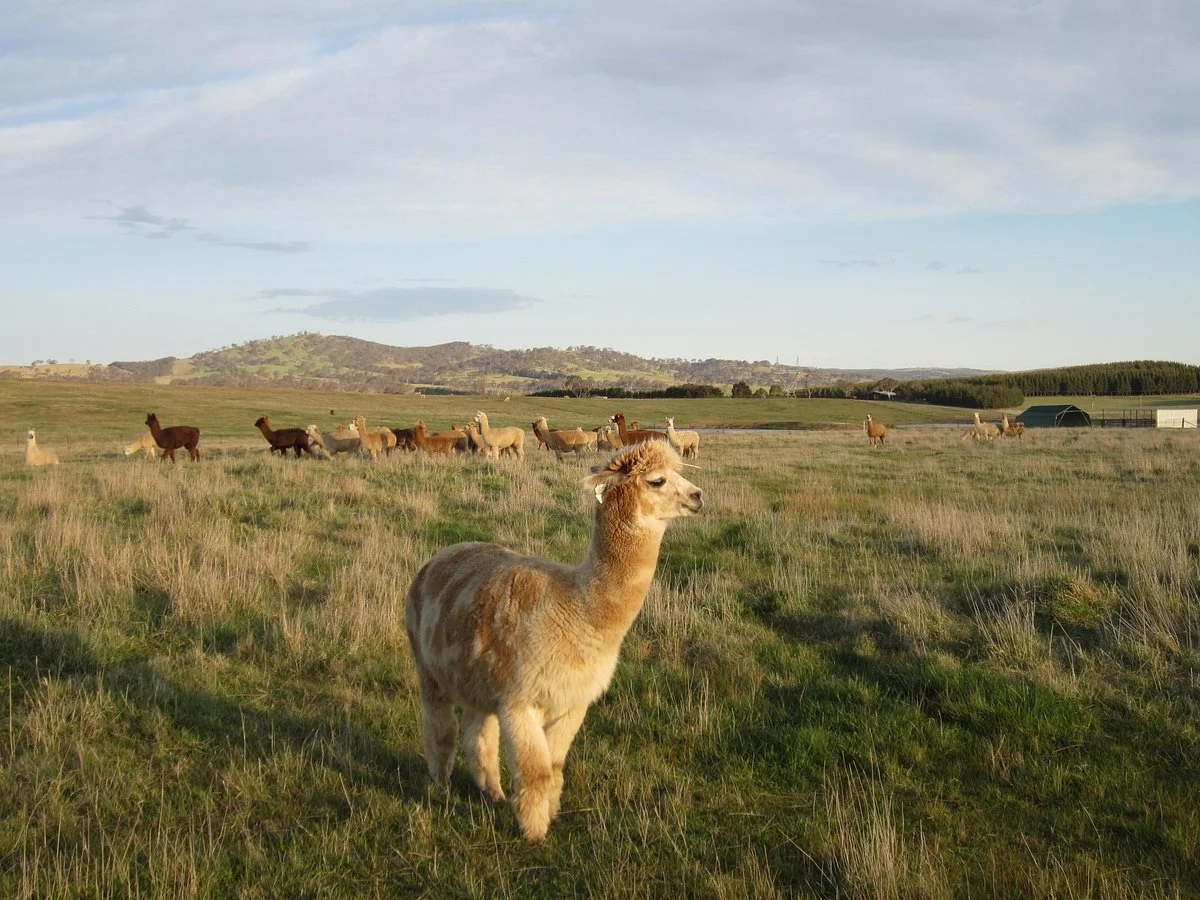 Alpaca Magic