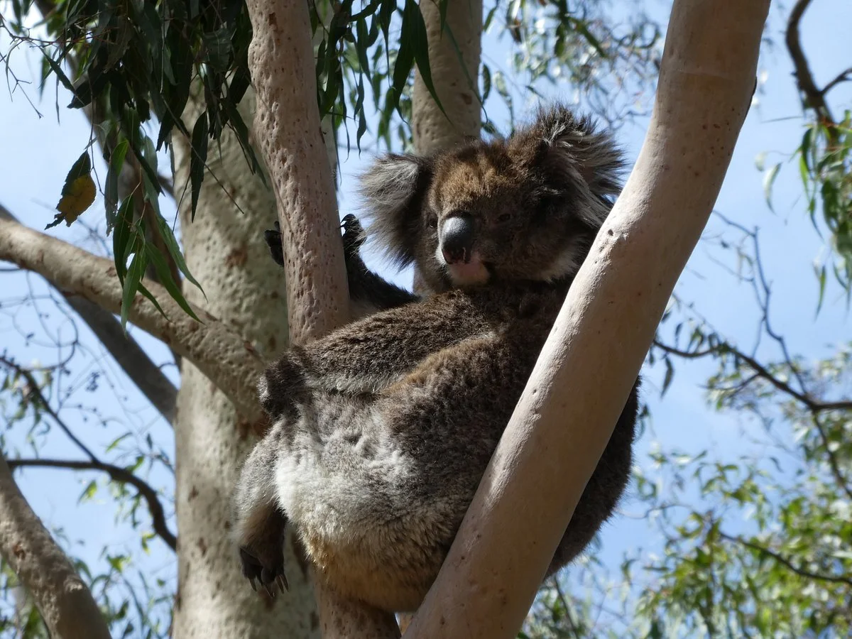 Warrawong Wildlife Sanctuary