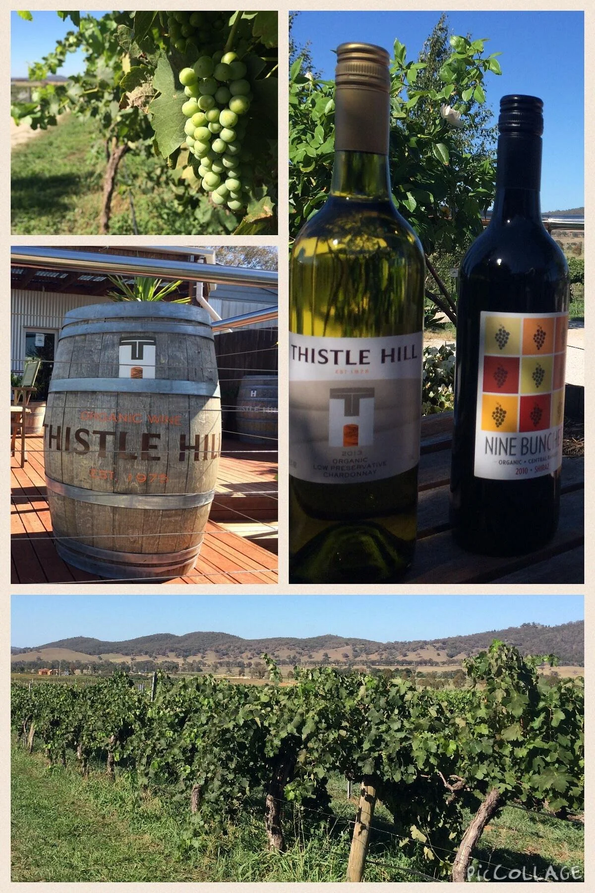 Thistle Hill Organic Winery