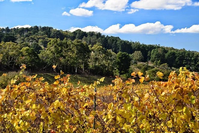 Adelaide Hills Tourist Drive 51