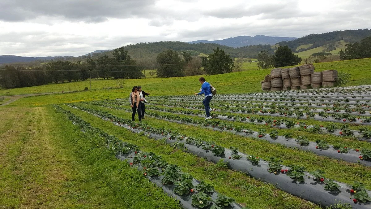 Kareelah Berry Farm