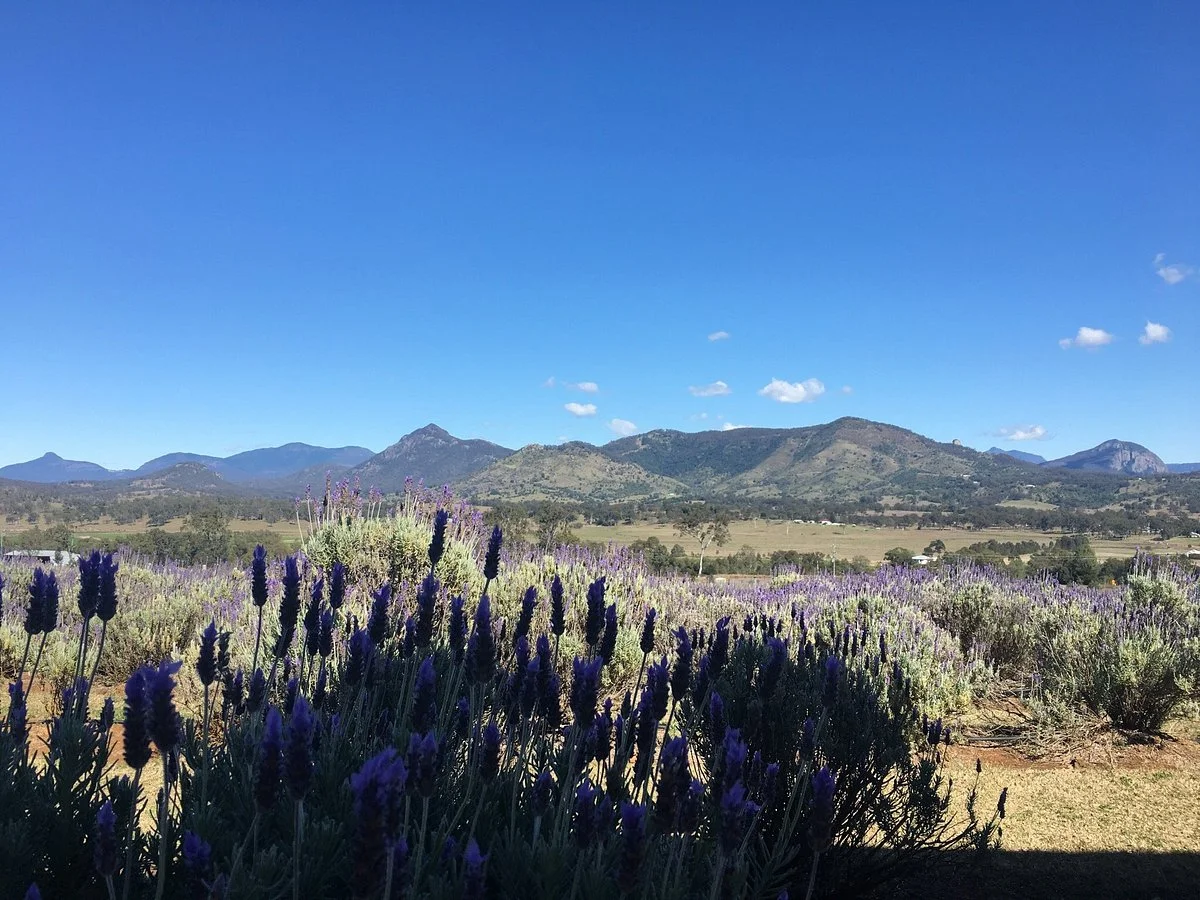 Kooroomba Vineyards and Lavender Farm