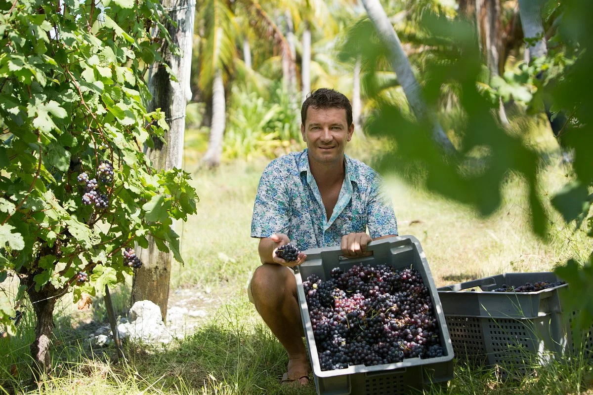 Domaine Ampelidacees