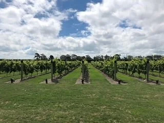 CharRees Vineyard