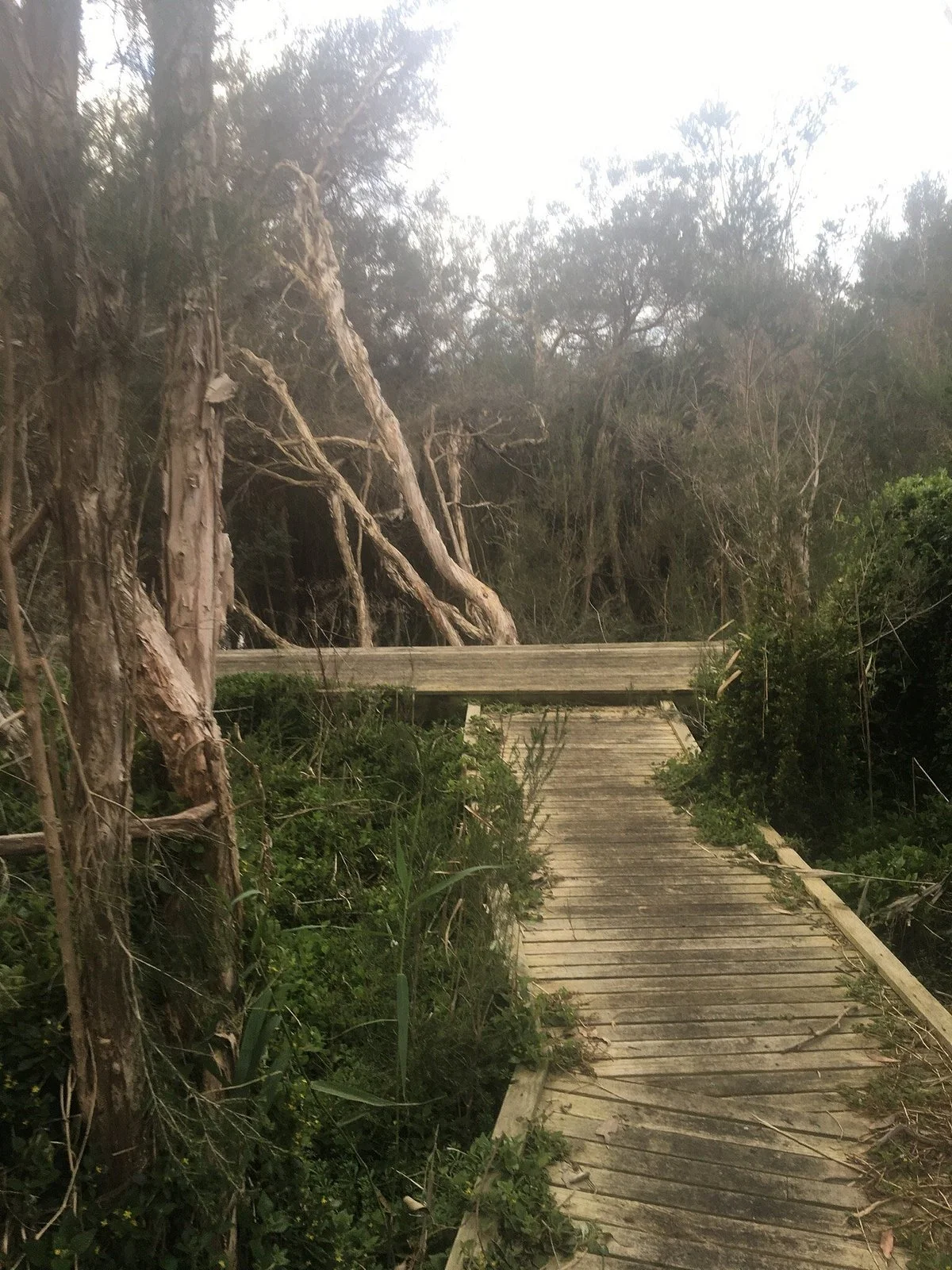 Tootgarook Wetlands