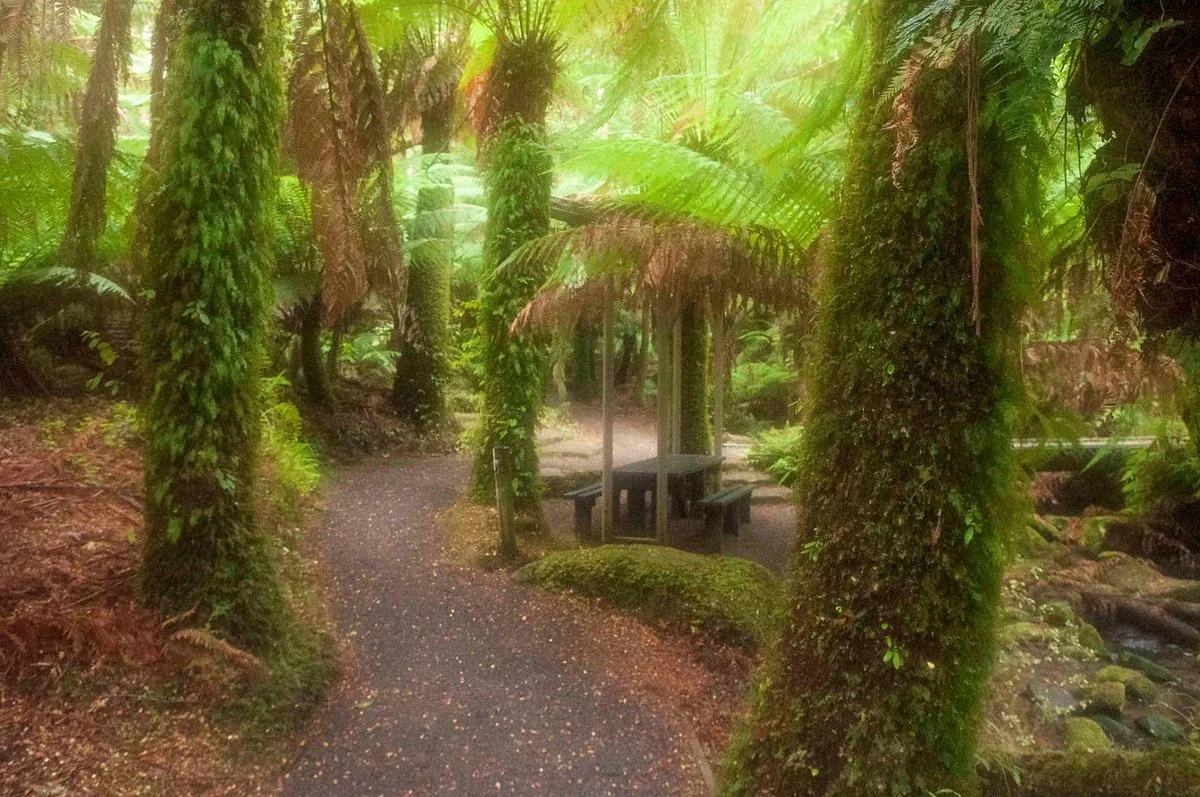 Cyathea Falls