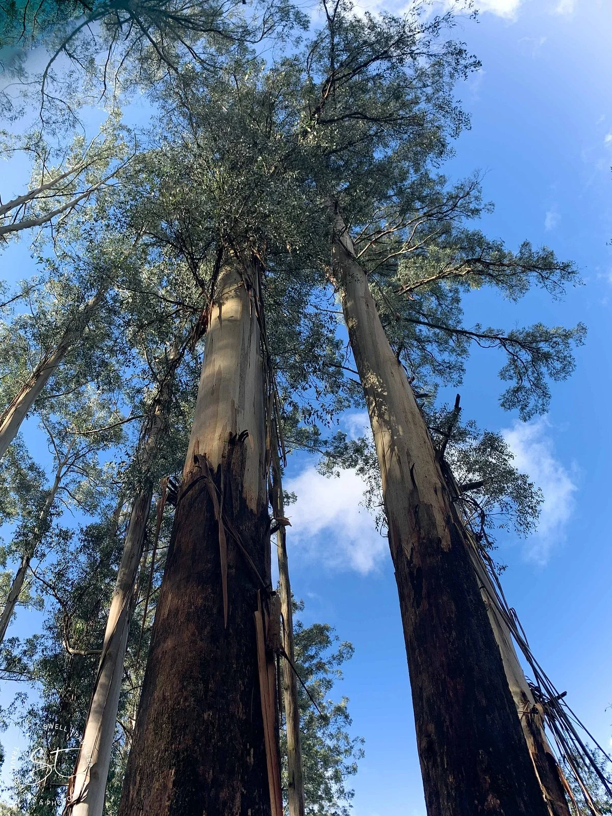 Sherbrooke Forest