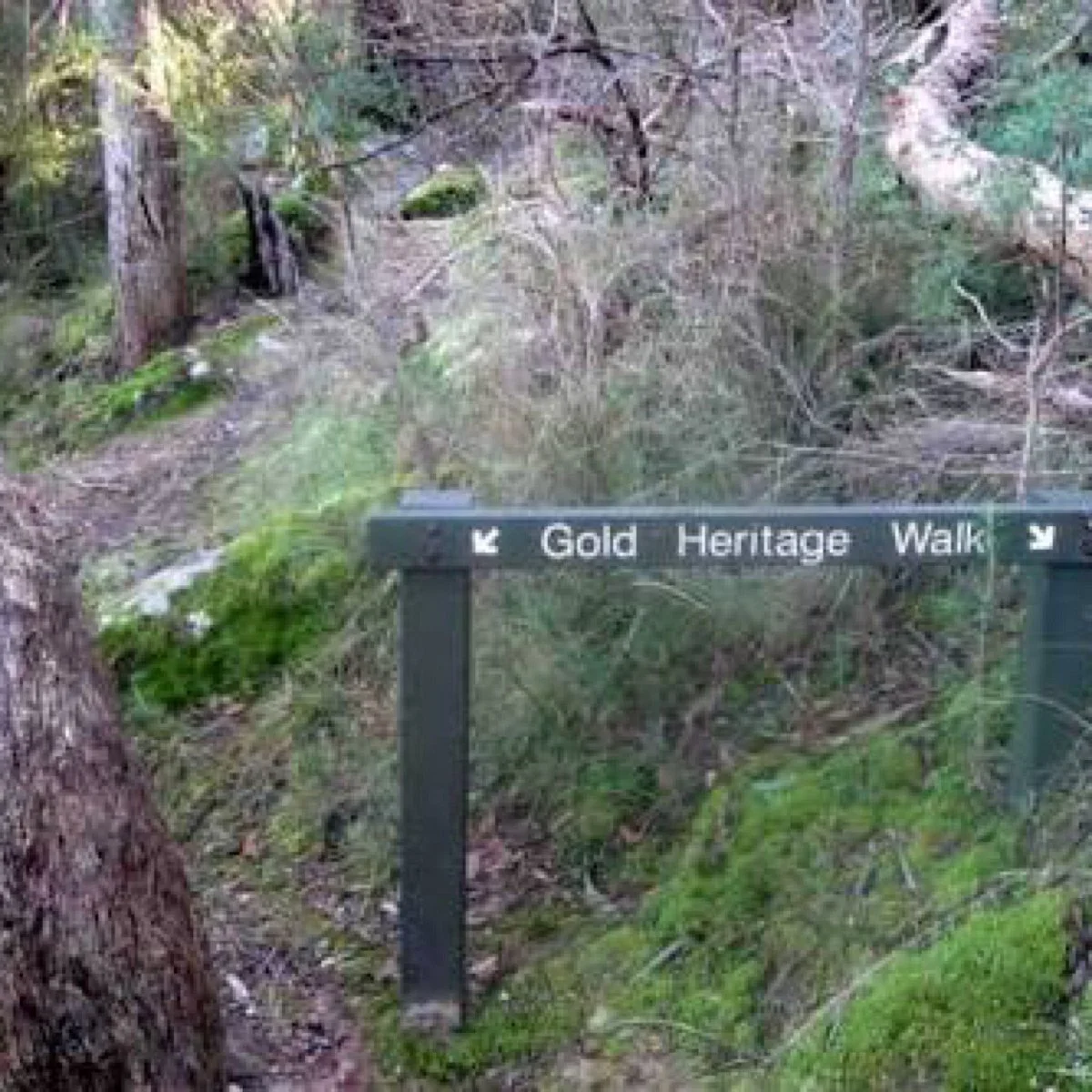 Whipstick Gully