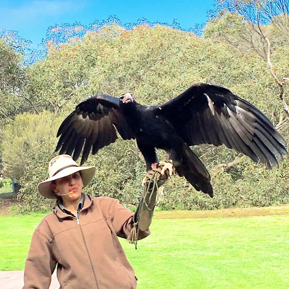 Raptor Domain